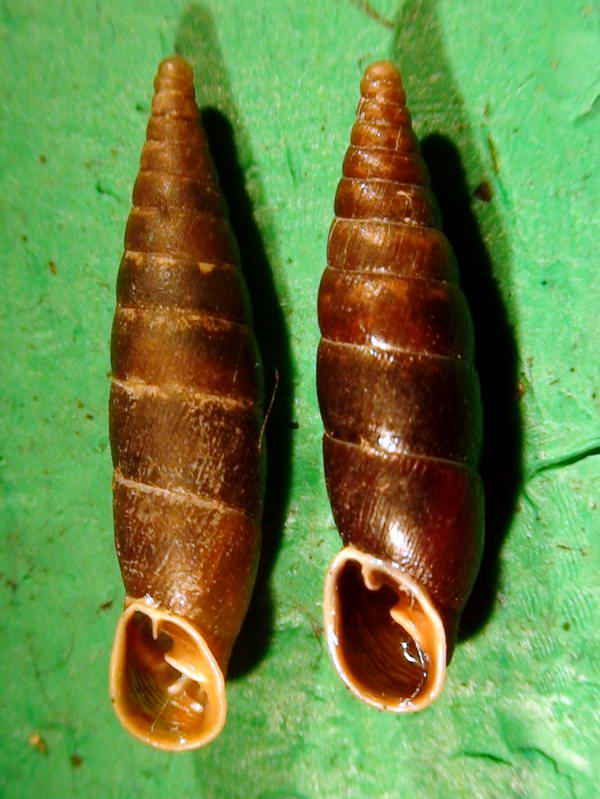 Cochlodina  incisa  vs  Cochlodina laminata